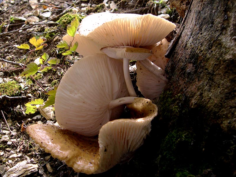 Xerula radicata e un saluto all''amico Gi�